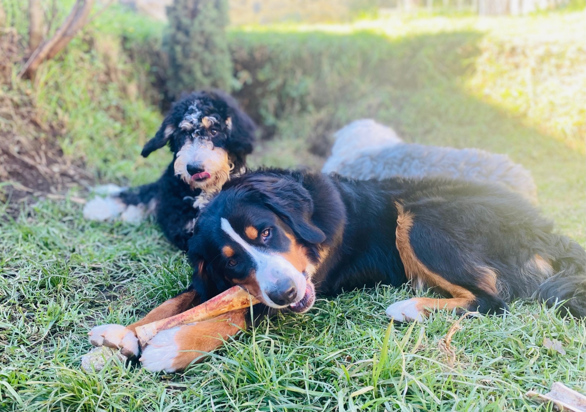 Estética Mi Woof Woof