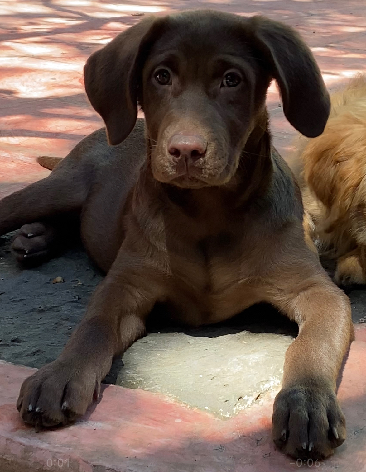 Estética Mi Woof Woof