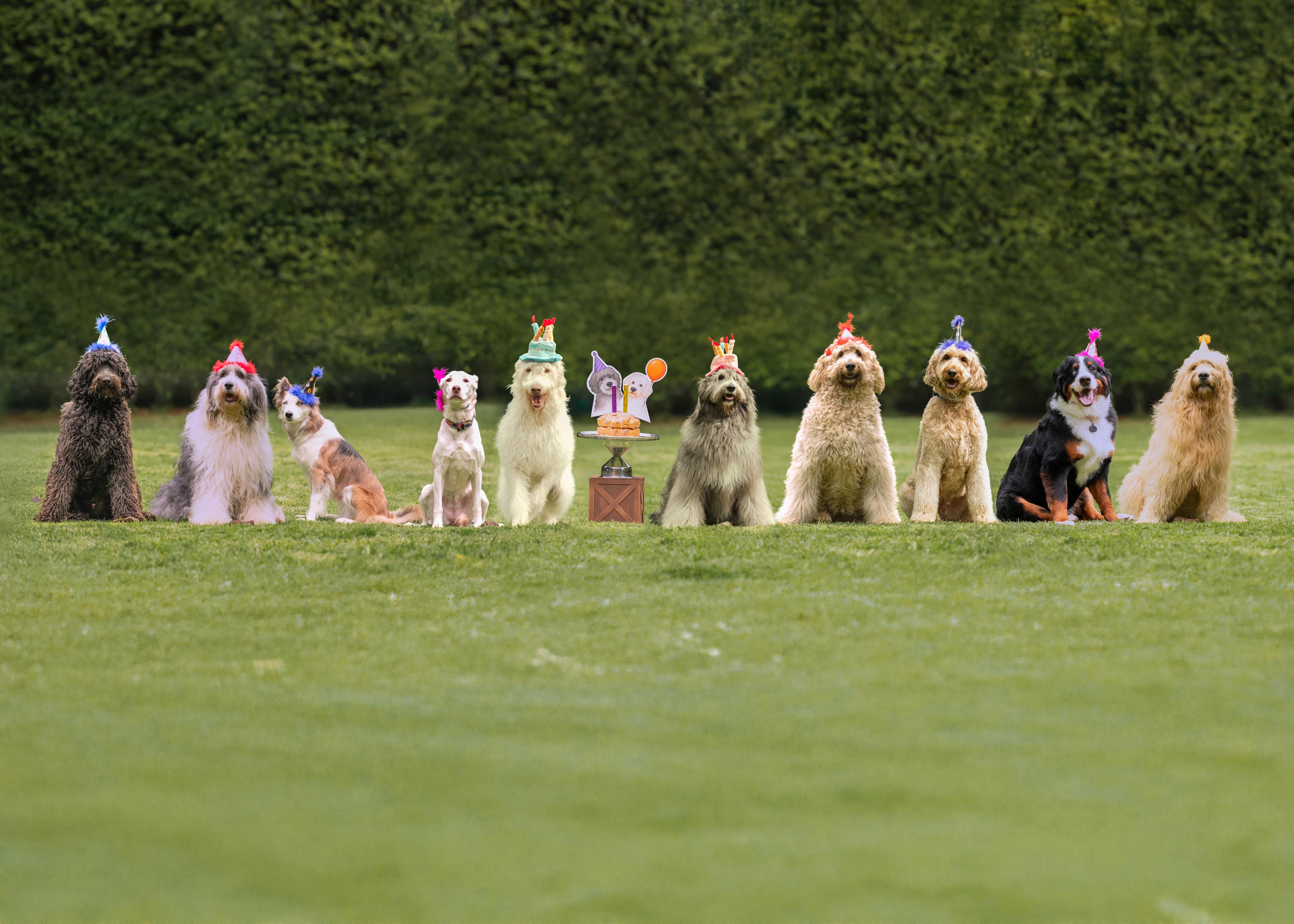 Cómo elegir la mejor guardería para tu perro en CDMX