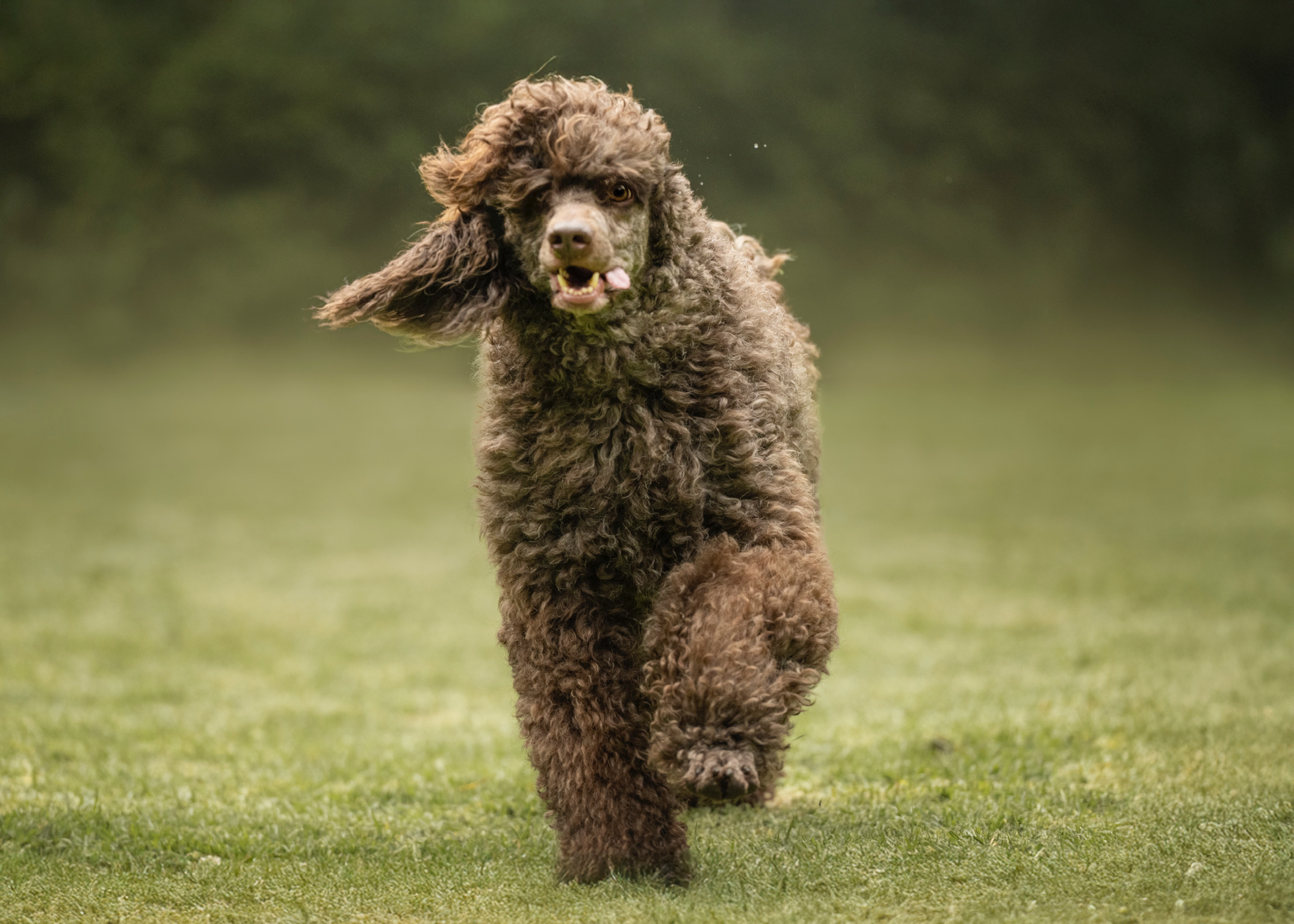 Beneficios reales de un hotel canino profesional en CDMX