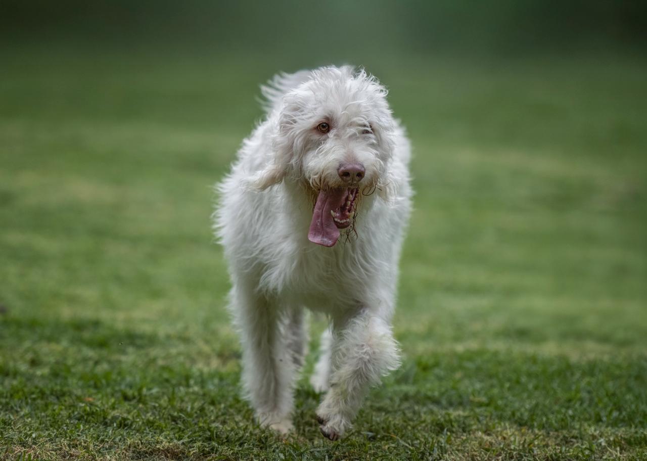 Spa para perros en CDMX