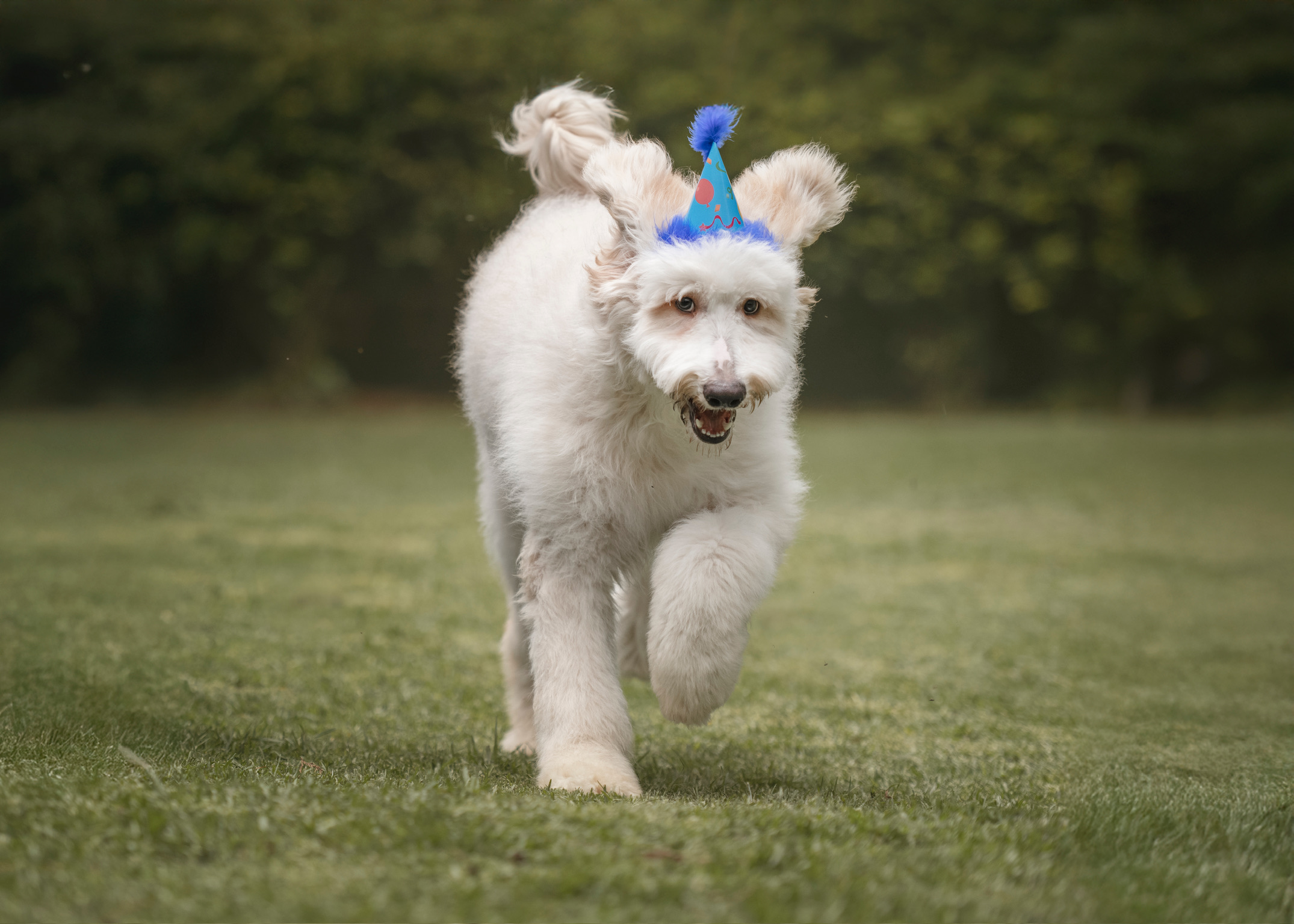 Guardería para perros CDMX