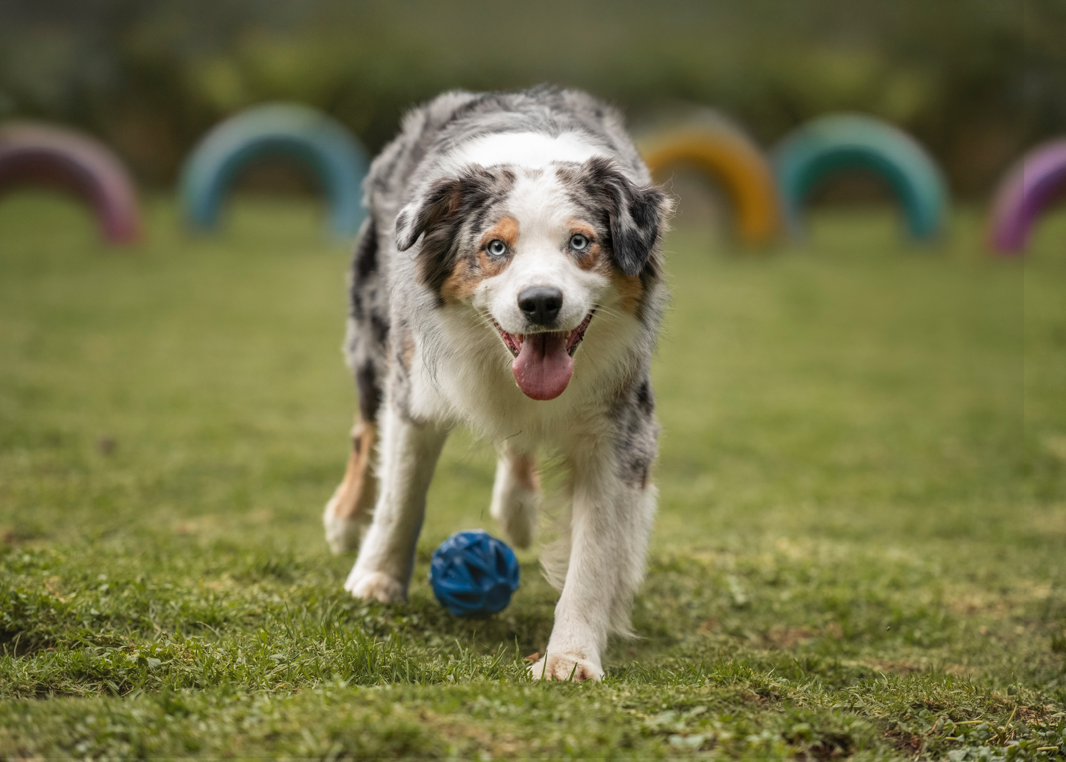 Guardería premium para perros en CDMX