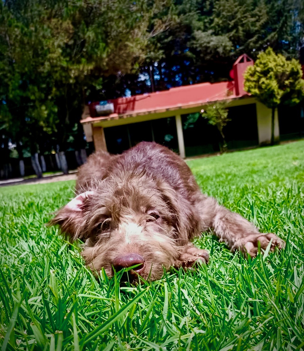 Guardería Mi Woof Woof CDMX