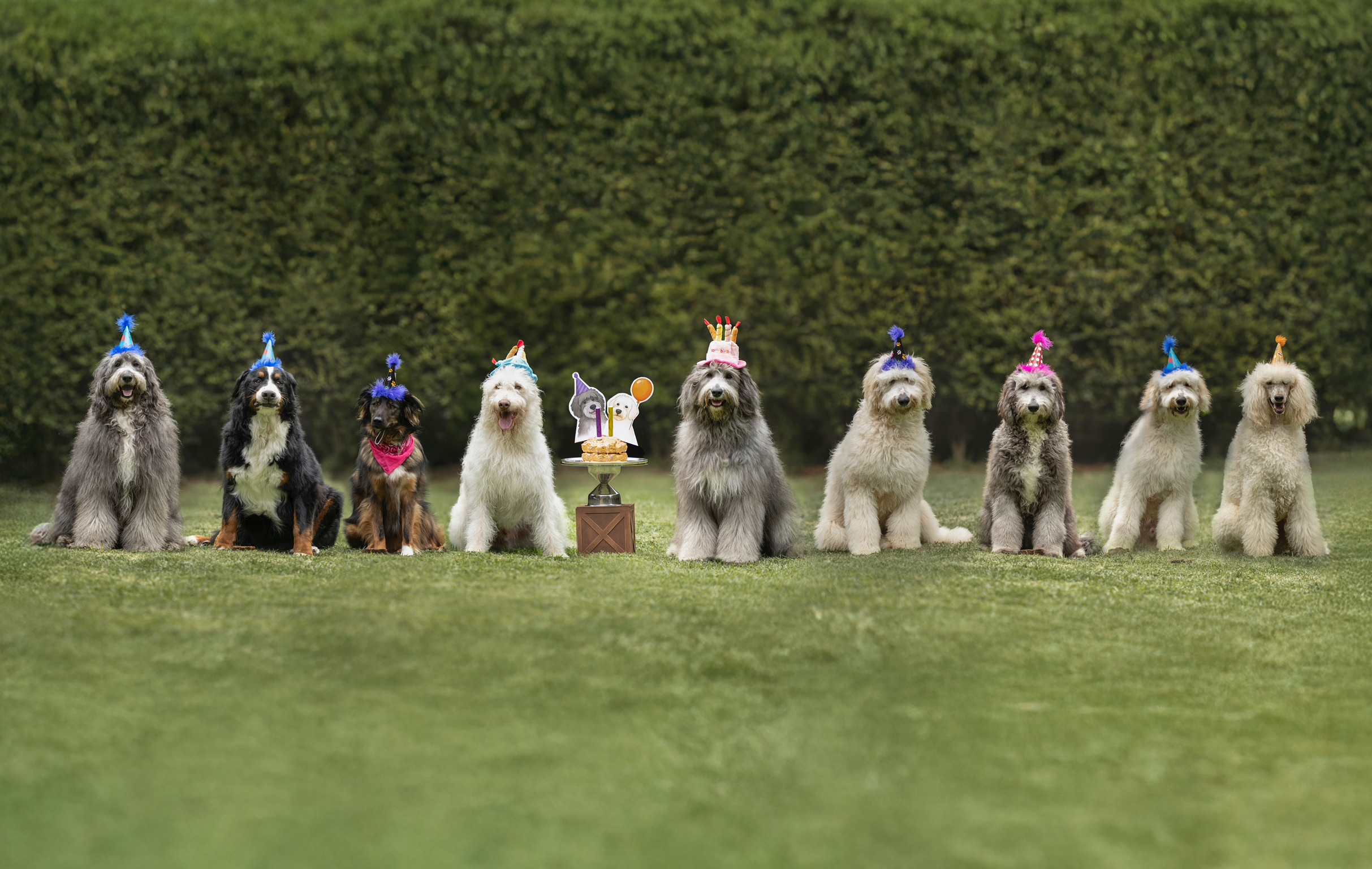 Hotel Canino Mi Woof Woof CDMX