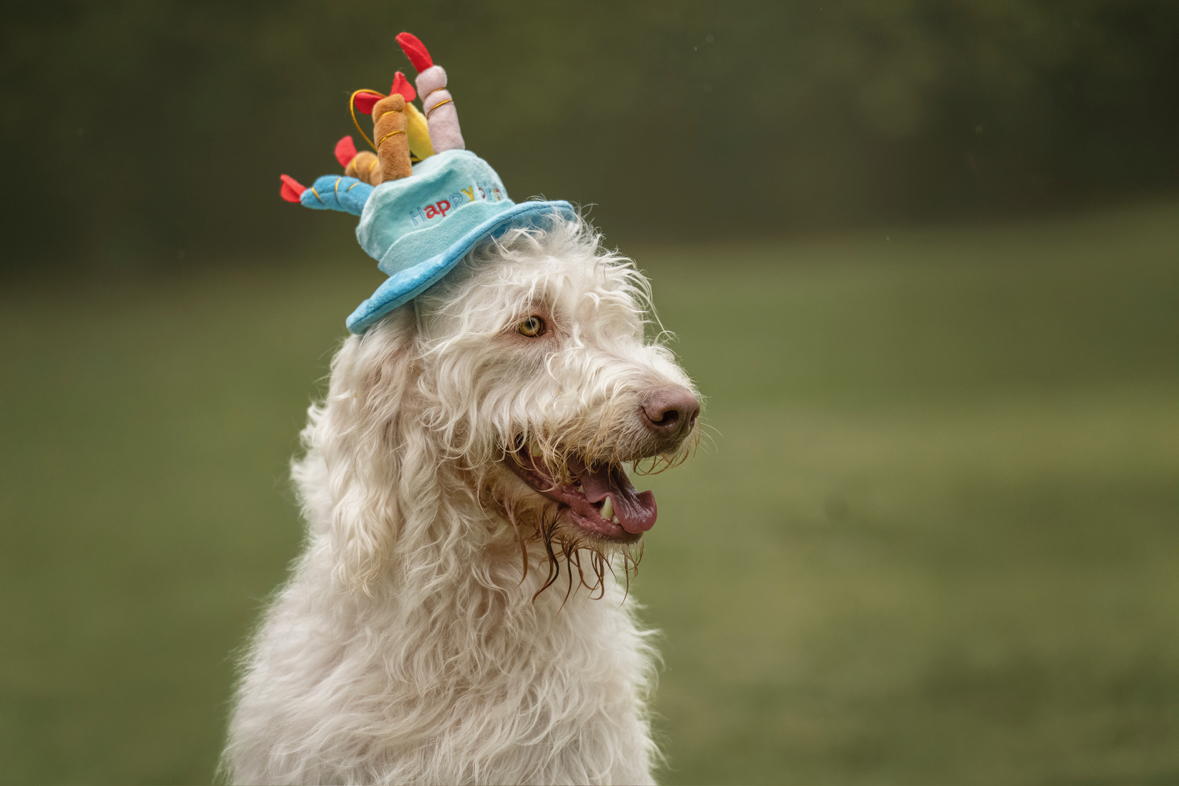 Hotel Canino Mi Woof Woof CDMX