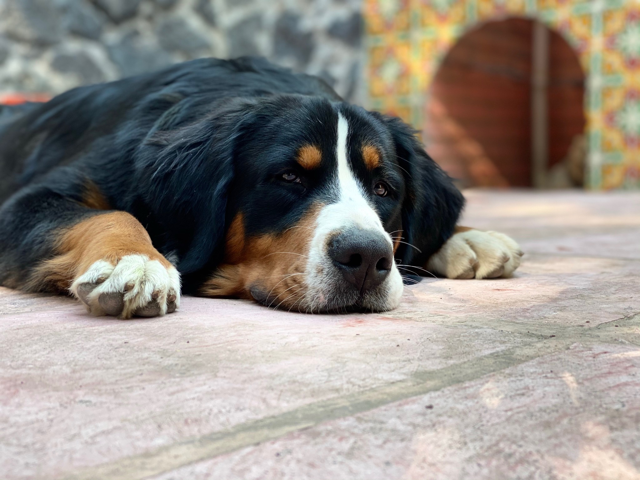 Spa para perros en CDMX