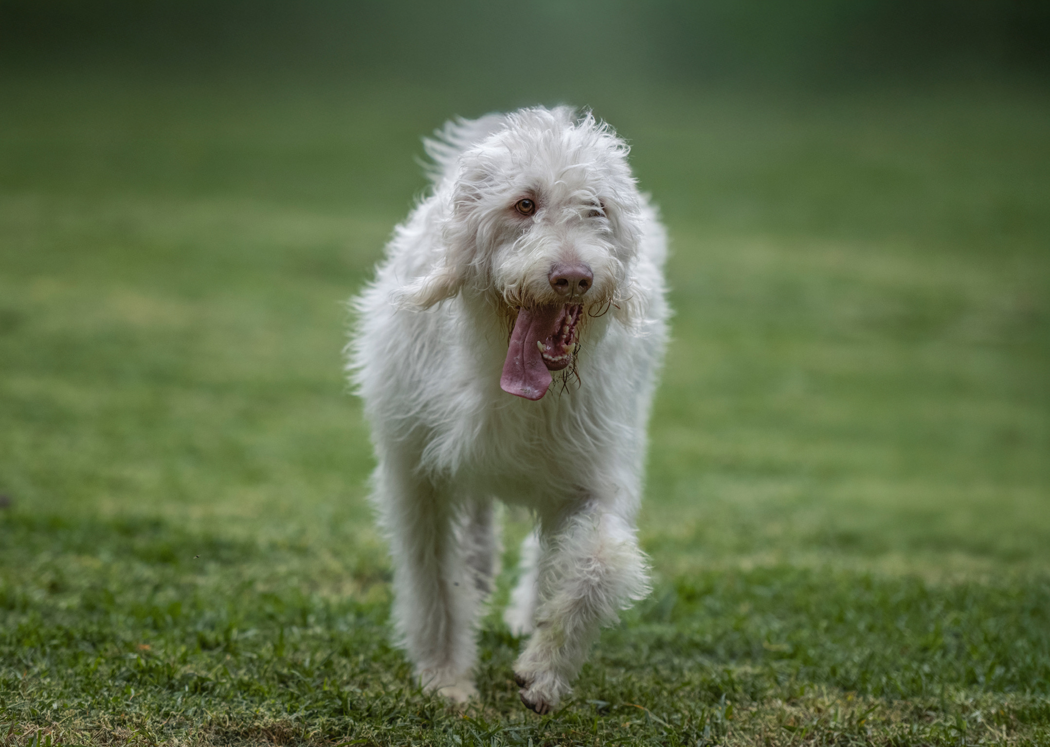 Spa Mi Woof Woof CDMX