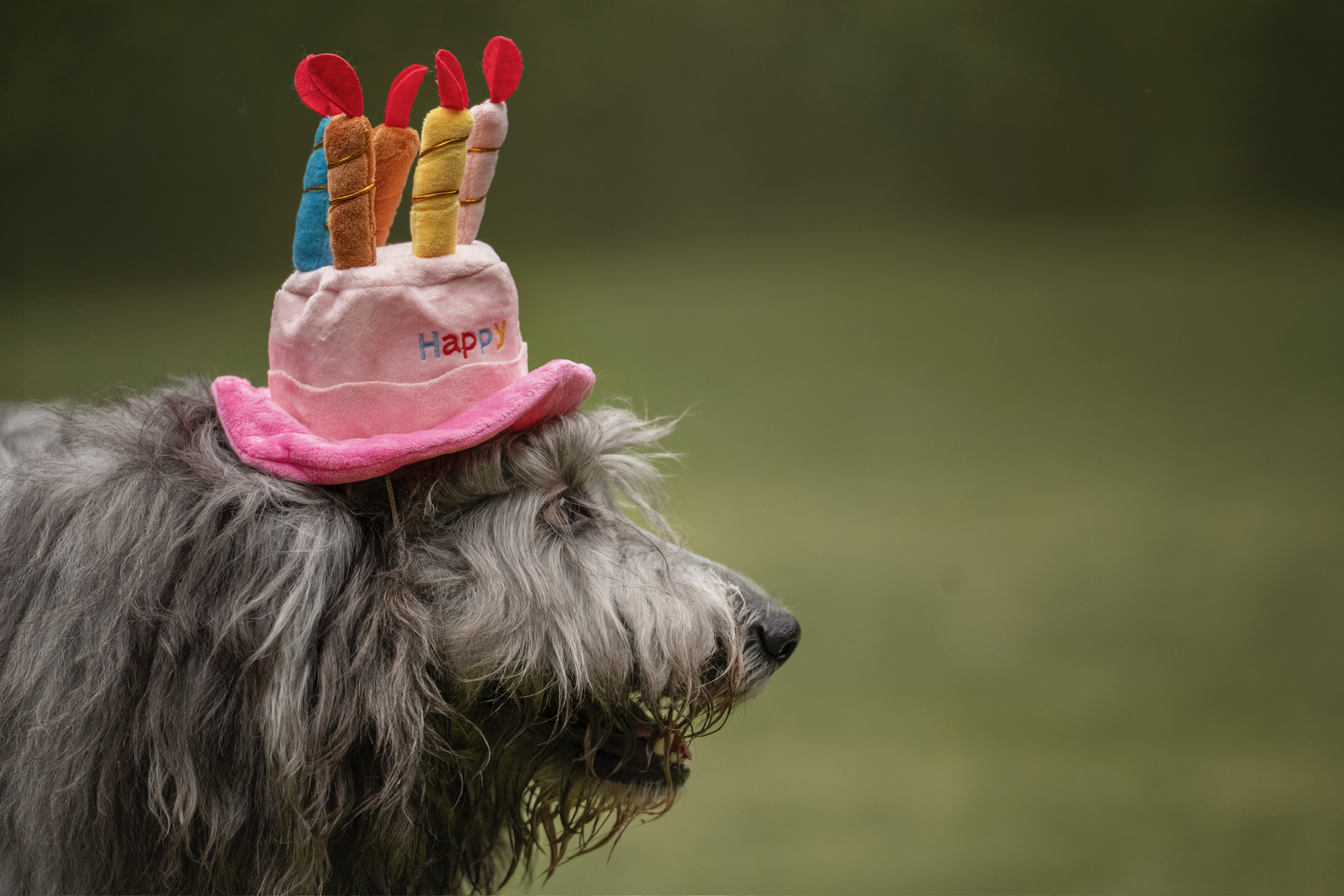 Grooming Profesional Mi Woof Woof CDMX